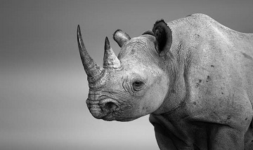 Черно-белый носорог