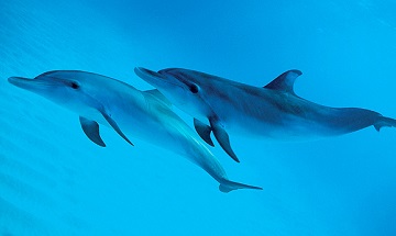 Словарь для дельфинов