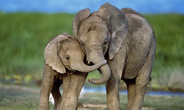 Поговорить со слонами реально!