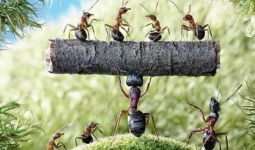 На каком языке говорят муравьи?