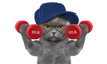 Muskelkater — мускулистый кот?